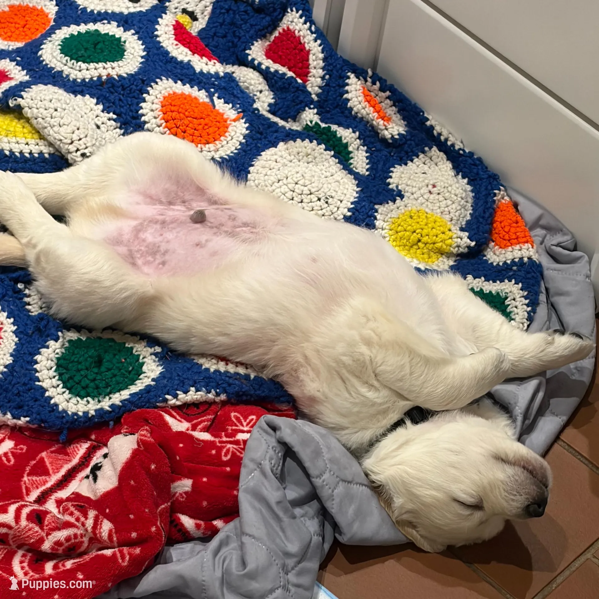 Pan, a male Bernedoodle and English Cream Golden Retriever for sale in Montclair, NJ – Photo 4 of 9