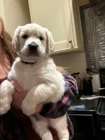 Pan, a male Bernedoodle and English Cream Golden Retriever for sale in Montclair, NJ – Photo 2 of 9