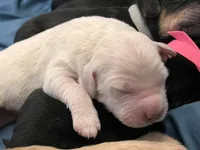 processed/e974a66f-938d-479d-bc7d-d01b200b7566/listing/23088160-fb51-48fc-83b5-103f61a88943/c8711fee-6e79-4c6e-b479-63f8103a3415