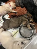 Poseidon, a male Bernedoodle and English Cream Golden Retriever for sale in Montclair, NJ – Photo 10 of 10