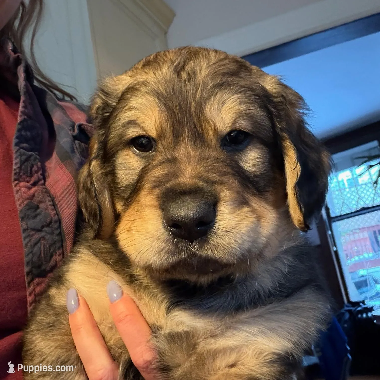 Poseidon, a male Bernedoodle and English Cream Golden Retriever for sale in Montclair, NJ – Photo 2 of 10