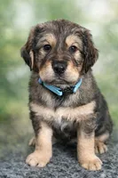 Poseidon, a male Bernedoodle and English Cream Golden Retriever for sale in Montclair, NJ – Photo 1 of 10