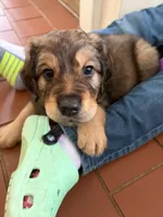 Poseidon, a male Bernedoodle and English Cream Golden Retriever for sale in Montclair, NJ – Photo 4 of 10