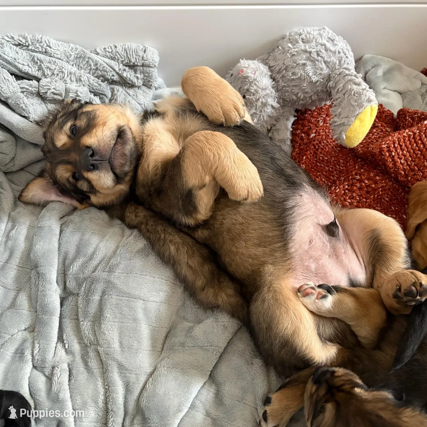 Poseidon, a male Bernedoodle and English Cream Golden Retriever for sale in Montclair, NJ – Photo 3 of 10