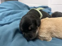 processed/e974a66f-938d-479d-bc7d-d01b200b7566/listing/9ae3aef3-7b9a-42f1-938e-f1dbd3705e67/4be5c68b-7150-46fb-87d9-5a04b4eee58f