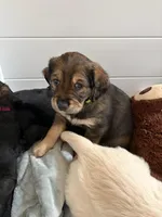 Athena, a female Bernedoodle and English Cream Golden Retriever for sale in Montclair, NJ – Photo 2 of 7