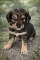Athena, a female Bernedoodle and English Cream Golden Retriever for sale in Montclair, NJ – Photo 1 of 7