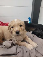 processed/e974a66f-938d-479d-bc7d-d01b200b7566/listing/a118dd76-7c1b-485a-ac98-d9d7b7d4205a/99195795-01ab-4c6b-9a3a-b072950b3104