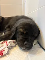 Iris, a female Bernedoodle and English Cream Golden Retriever for sale in Montclair, NJ – Photo 3 of 8