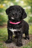 Iris, a female Bernedoodle and English Cream Golden Retriever for sale in Montclair, NJ – Photo 1 of 8
