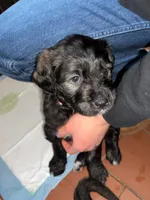 Iris, a female Bernedoodle and English Cream Golden Retriever for sale in Montclair, NJ – Photo 2 of 8