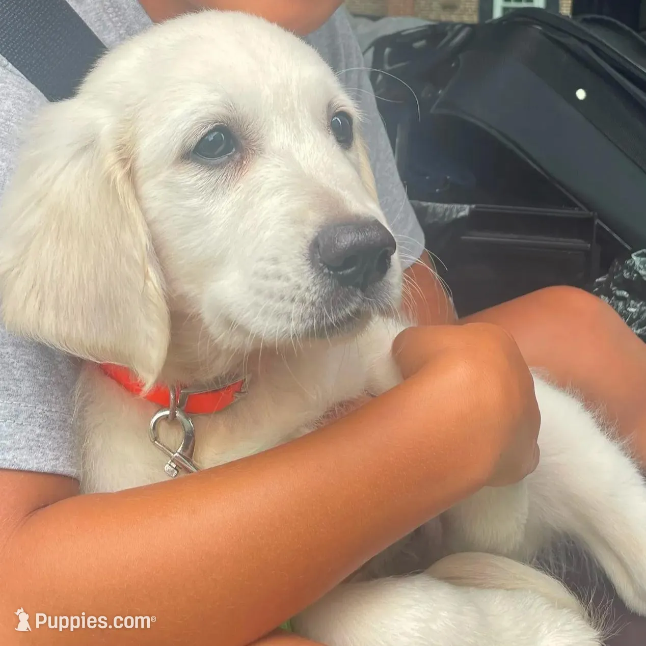 Iris, a female Bernedoodle and English Cream Golden Retriever for sale in Montclair, NJ – Photo 7 of 8