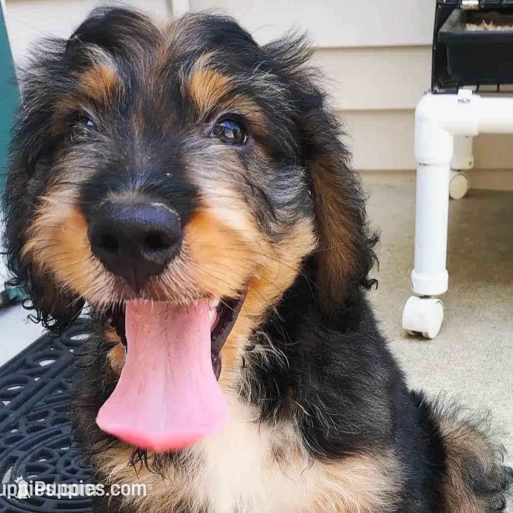 Iris, a female Bernedoodle and English Cream Golden Retriever for sale in Montclair, NJ – Photo 5 of 8