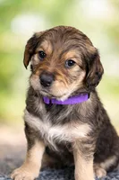 Persephone, a female Bernedoodle and English Cream Golden Retriever for sale in Montclair, NJ – Photo 1 of 8