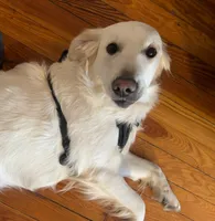 processed/e974a66f-938d-479d-bc7d-d01b200b7566/listing/c072e03f-c3a8-42ba-9759-63615b6306bf/dfa7b896-48e0-4cf6-8127-a383dd69fb93