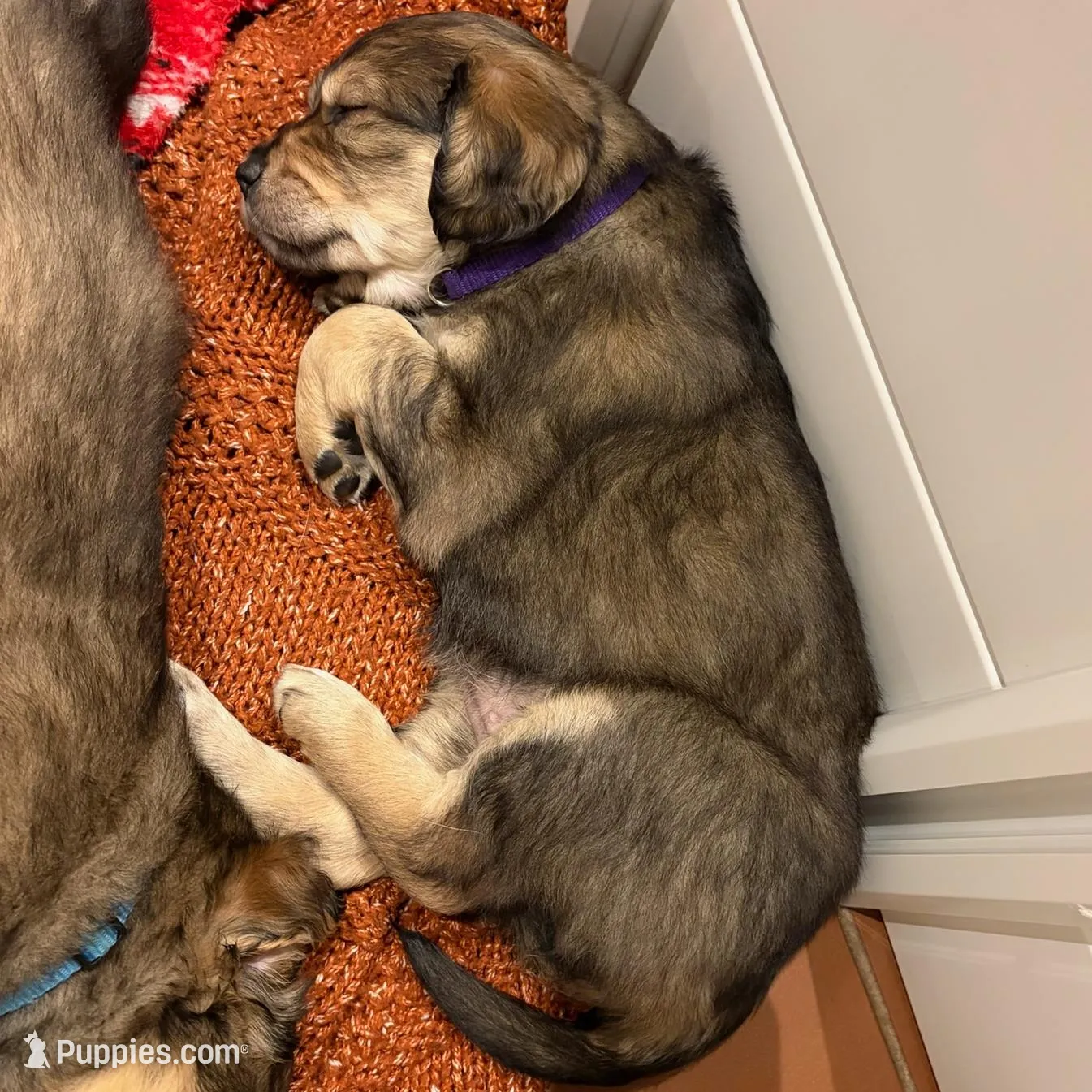 Persephone, a female Bernedoodle and English Cream Golden Retriever for sale in Montclair, NJ – Photo 3 of 8