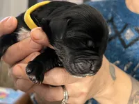 processed/e974a66f-938d-479d-bc7d-d01b200b7566/listing/e455307d-8b73-4068-97f7-f2b8a443296a/e4e469aa-3d5b-4de0-94d5-a5291b3880d8