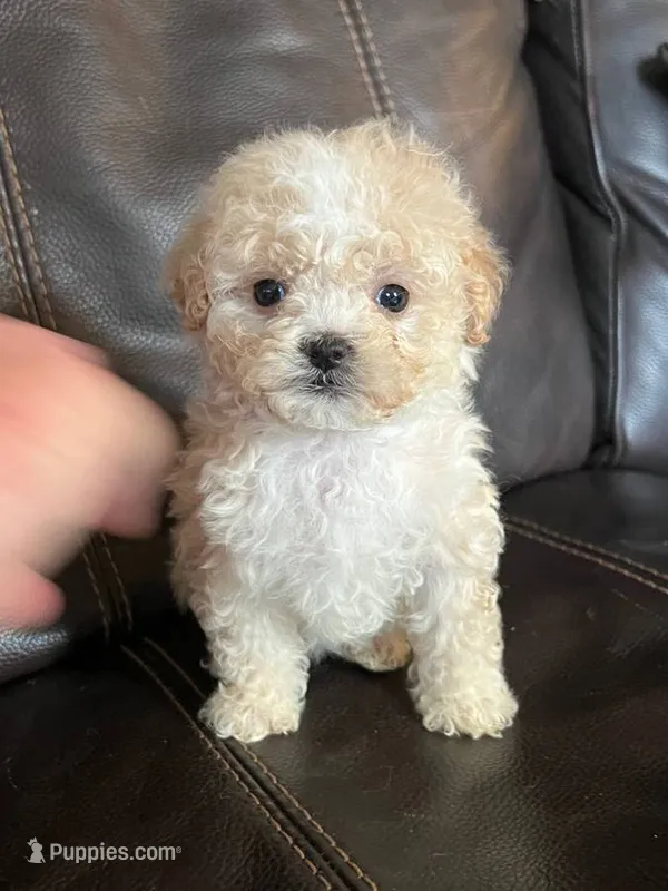 Ted – Maltese, Poodle - Toy  puppy for sale in Vacaville, CA