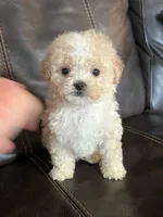 Ted, a male Maltese and Poodle - Toy  for sale in Vacaville, CA – 1 of 1