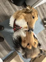 Luna, a female Collie for sale in Iron Mountain, MI – Photo 8 of 9