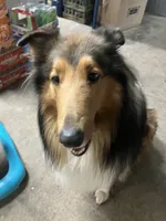 Luna, a female Collie for sale in Iron Mountain, MI – Photo 9 of 9