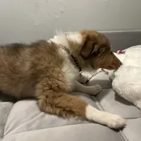 Bolt, a male Collie for sale in Iron Mountain, MI – Photo 4 of 9