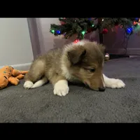 Bolt, a male Collie for sale in Iron Mountain, MI – Photo 8 of 9