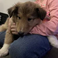 Bolt, a male Collie for sale in Iron Mountain, MI – Photo 7 of 9