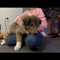 Bolt, a male Collie for sale in Iron Mountain, MI – Photo 6 of 9