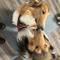 Bolt, a male Collie for sale in Iron Mountain, MI – Photo 9 of 9