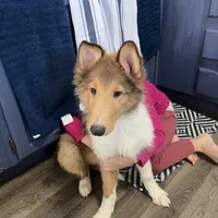 Bolt, a male Collie for sale in Iron Mountain, MI – Photo 1 of 9