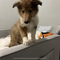 Bolt, a male Collie for sale in Iron Mountain, MI – Photo 2 of 9