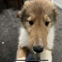 Bolt, a male Collie for sale in Iron Mountain, MI – Photo 3 of 9