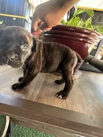     Black Brindle Cane Corso female – Phantom x Isis, a female Cane Corso for sale in Huntsville, AL – 2 of 10
