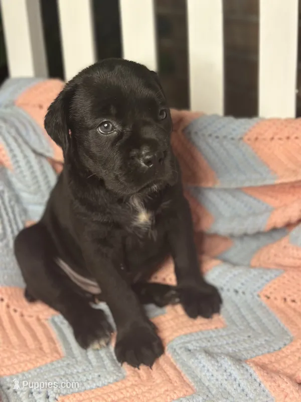     Black Cane Corso Female – Phantom x Isis – Cane Corso puppy for sale in Huntsville, AL