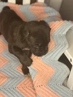     Brindle Cane Corso Puppy with White Chest Patch, a female Cane Corso for sale in Huntsville, AL – 8 of 10