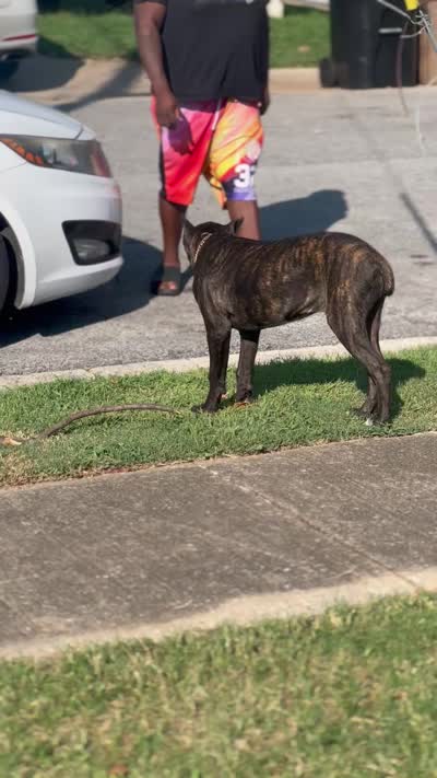     Brindle Female Cane Corso Puppy – ICCF Registered, a female Cane Corso for sale in Decatur, AL – 8 of 9