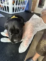     Black Cane Corso Female – Phantom x Isis, a female Cane Corso for sale in Huntsville, AL – 5 of 10