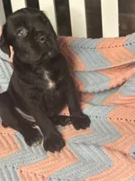     Black Cane Corso Female – Phantom x Isis, a female Cane Corso for sale in Huntsville, AL – 3 of 10