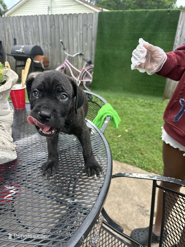     Brindle Female Cane Corso Puppy – ICCF Registered – Cane Corso puppy for sale in Huntsville, AL
