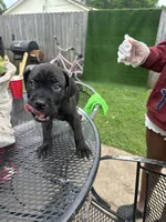     Brindle Female Cane Corso Puppy – ICCF Registered, a female Cane Corso for sale in Huntsville, AL – 1 of 8