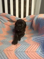     Brindle Female Cane Corso Puppy – ICCF Registered, a female Cane Corso for sale in Huntsville, AL – 2 of 5