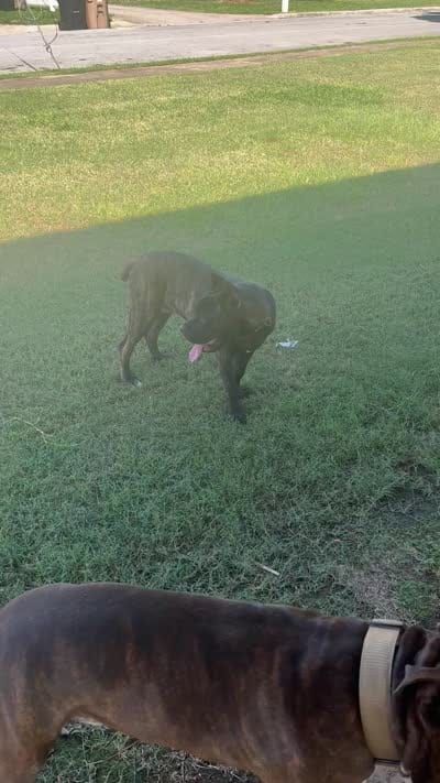     Brindle Female Cane Corso Puppy – ICCF Registered, a female Cane Corso for sale in Decatur, AL – 9 of 9