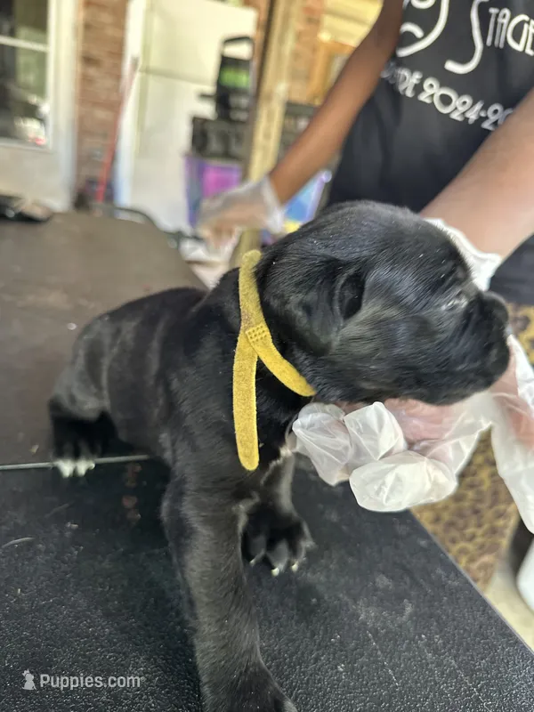     Black Cane Corso Female – Phantom x Isis – Cane Corso puppy for sale in Huntsville, AL
