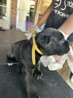     Black Cane Corso Female – Phantom x Isis, a female Cane Corso for sale in Huntsville, AL – 6 of 10