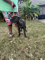     Brindle Female Cane Corso Puppy – ICCF Registered, a female Cane Corso for sale in Decatur, AL – 5 of 9