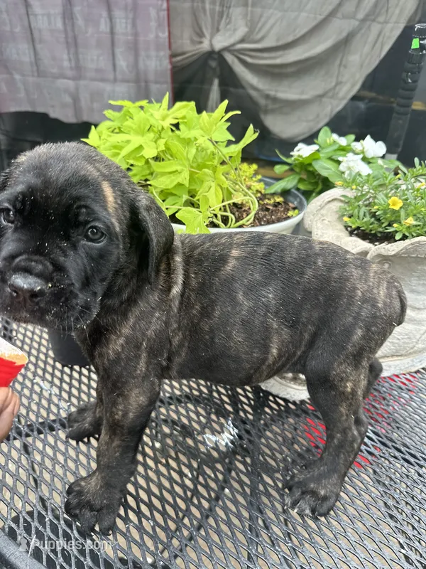     Black Brindle Cane Corso female – Phantom x Isis – Cane Corso puppy for sale in Huntsville, AL