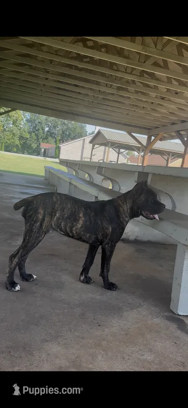     Brindle Female Cane Corso Puppy – ICCF Registered – Cane Corso puppy for sale in Huntsville, AL