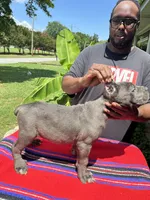     Blue Cane Corso Male – Phantom x Isis, a male Cane Corso for sale in Huntsville, AL – 4 of 16