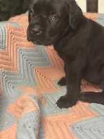     Black Cane Corso Female – Phantom x Isis, a female Cane Corso for sale in Huntsville, AL – 2 of 10